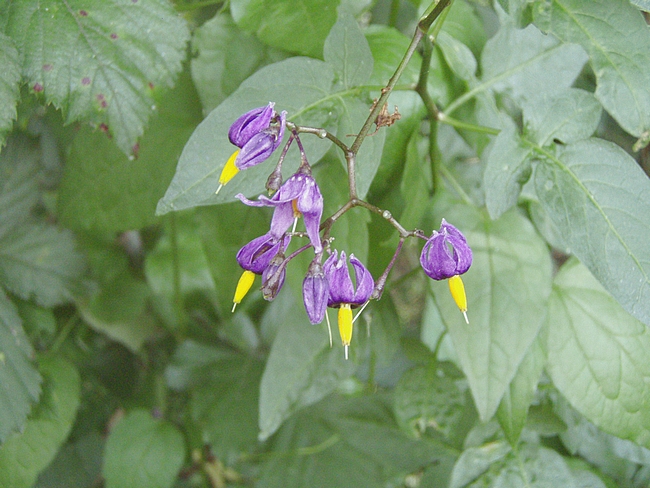 Solanum dulcamara / Morella rampicante